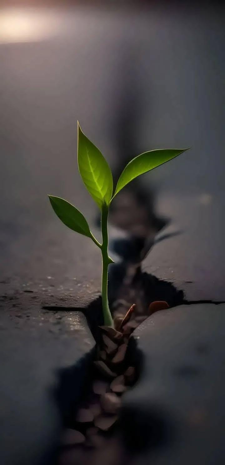 A plant that has grown from a seed